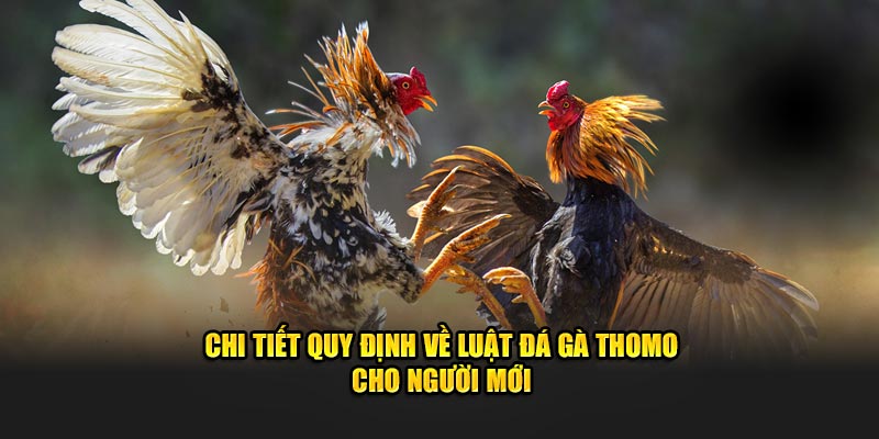 Chi tiết quy định về luật đá gà Thomo cho người mới